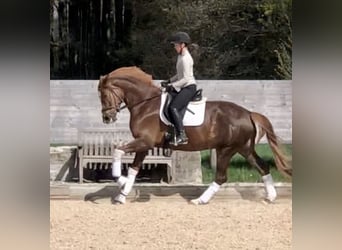 Trakehner, Yegua, 5 años, 168 cm, Alazán-tostado