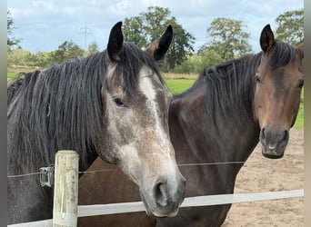 Trakehner, Yegua, 5 años, 168 cm