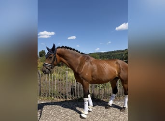 Trakehner, Yegua, 5 años, 168 cm, Castaño