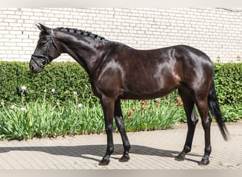 Trakehner, Yegua, 5 años, 168 cm, Negro