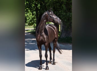 Trakehner, Yegua, 5 años, 168 cm, Negro