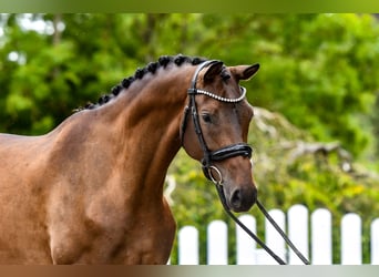 Trakehner, Yegua, 5 años, 170 cm, Castaño oscuro