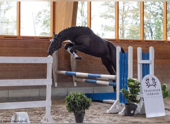 Trakehner, Yegua, 5 años, 170 cm, Negro