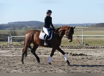 Trakehner, Yegua, 5 años, 171 cm, Castaño