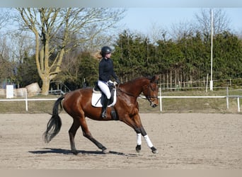 Trakehner, Yegua, 5 años, 171 cm, Castaño