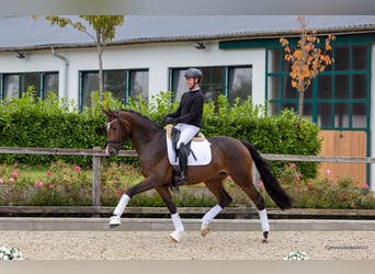 Trakehner, Yegua, 5 años, 171 cm, Castaño