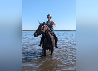 Trakehner, Yegua, 5 años, Castaño