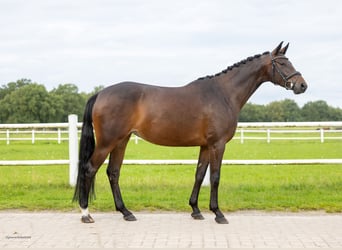 Trakehner, Yegua, 6 años, 162 cm, Castaño