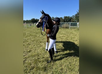 Trakehner, Yegua, 6 años, 163 cm, Alazán