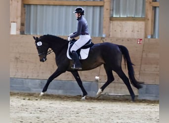 Trakehner, Yegua, 6 años, 163 cm, Castaño