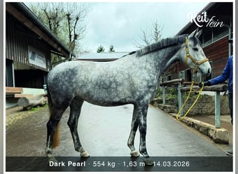 Trakehner, Yegua, 6 años, 163 cm, Tordo