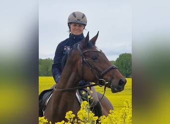 Trakehner, Yegua, 6 años, 164 cm, Castaño