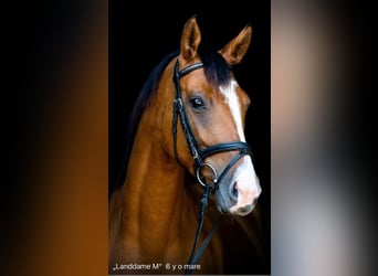 Trakehner, Yegua, 6 años, 165 cm, Castaño