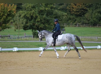 Trakehner, Yegua, 6 años, 165 cm, Tordo rodado