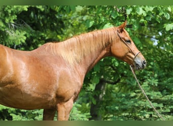 Trakehner, Yegua, 6 años, 167 cm, Alazán