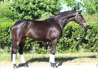 Trakehner, Yegua, 6 años, 168 cm, Castaño oscuro