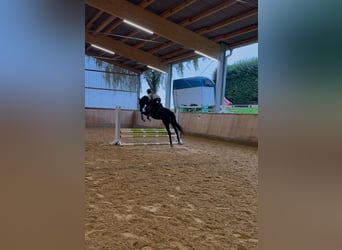 Trakehner, Yegua, 6 años, 169 cm, Negro