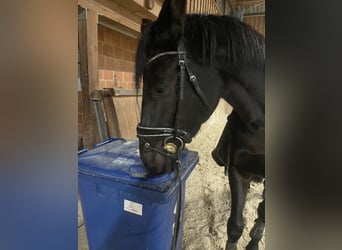 Trakehner, Yegua, 6 años, 169 cm, Negro