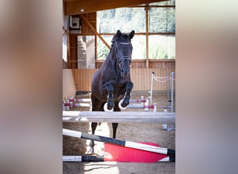 Trakehner, Yegua, 6 años, 169 cm, Negro