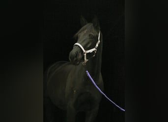 Trakehner, Yegua, 6 años, 169 cm, Negro