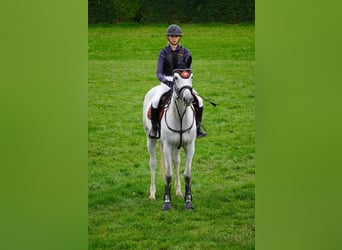 Trakehner, Yegua, 6 años, 169 cm, Tordo