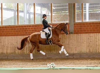 Trakehner, Yegua, 6 años, 170 cm, Alazán