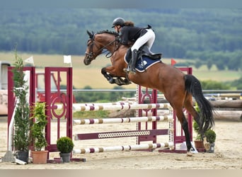 Trakehner, Yegua, 6 años, 170 cm, Castaño