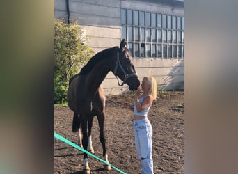 Trakehner, Yegua, 6 años, 170 cm, Castaño oscuro
