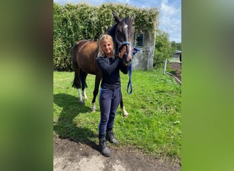Trakehner, Yegua, 6 años, 170 cm, Castaño oscuro