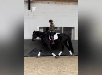 Trakehner, Yegua, 6 años, 170 cm, Negro