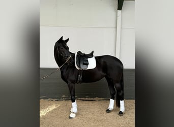 Trakehner, Yegua, 6 años, 170 cm, Negro