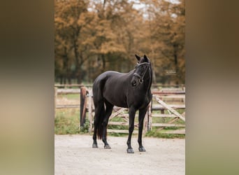 Trakehner, Yegua, 6 años, 170 cm, Negro