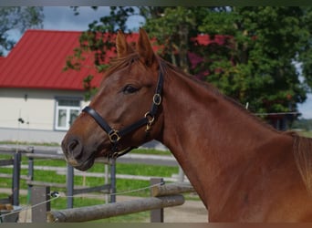 Trakehner, Yegua, 6 años, 171 cm, Alazán-tostado