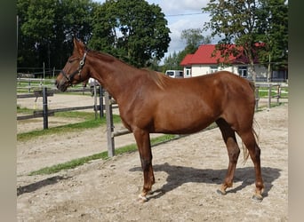 Trakehner, Yegua, 6 años, 171 cm, Alazán-tostado