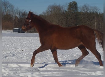 Trakehner, Yegua, 6 años, 171 cm, Alazán-tostado