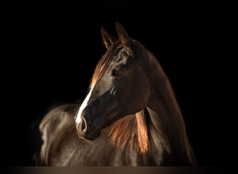 Trakehner, Yegua, 6 años, 172 cm, Negro