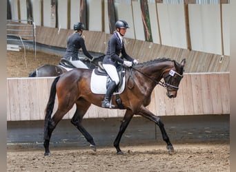 Trakehner, Yegua, 6 años, 174 cm, Morcillo