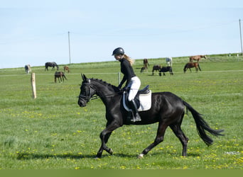 Trakehner, Yegua, 6 años, Morcillo