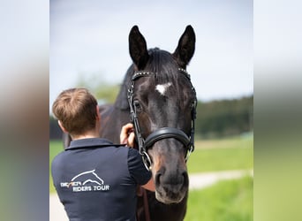 Trakehner, Yegua, 6 años, Morcillo