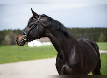 Trakehner, Yegua, 6 años, Morcillo