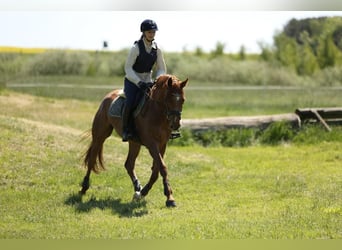 Trakehner, Yegua, 7 años, 160 cm, Alazán