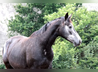 Trakehner, Yegua, 7 años, 163 cm, Tordo