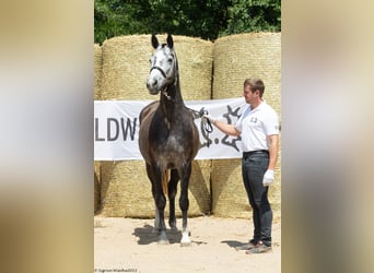 Trakehner, Yegua, 7 años, 163 cm, Tordo