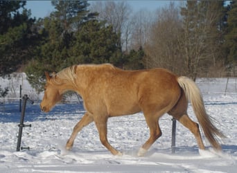 Trakehner, Yegua, 7 años, 164 cm, Palomino