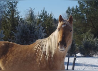 Trakehner, Yegua, 7 años, 164 cm, Palomino