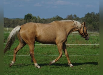 Trakehner, Yegua, 7 años, 164 cm, Palomino