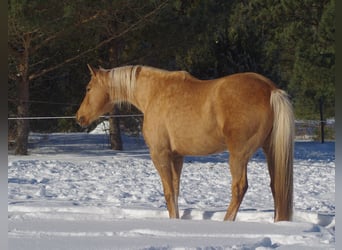 Trakehner, Yegua, 7 años, 164 cm, Palomino