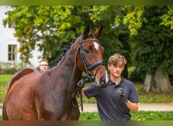 Trakehner, Yegua, 7 años, 165 cm, Castaño