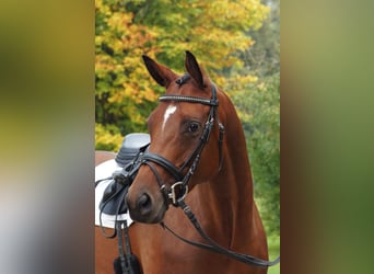 Trakehner, Yegua, 7 años, 165 cm, Castaño