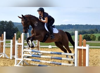 Trakehner, Yegua, 7 años, 165 cm, Castaño